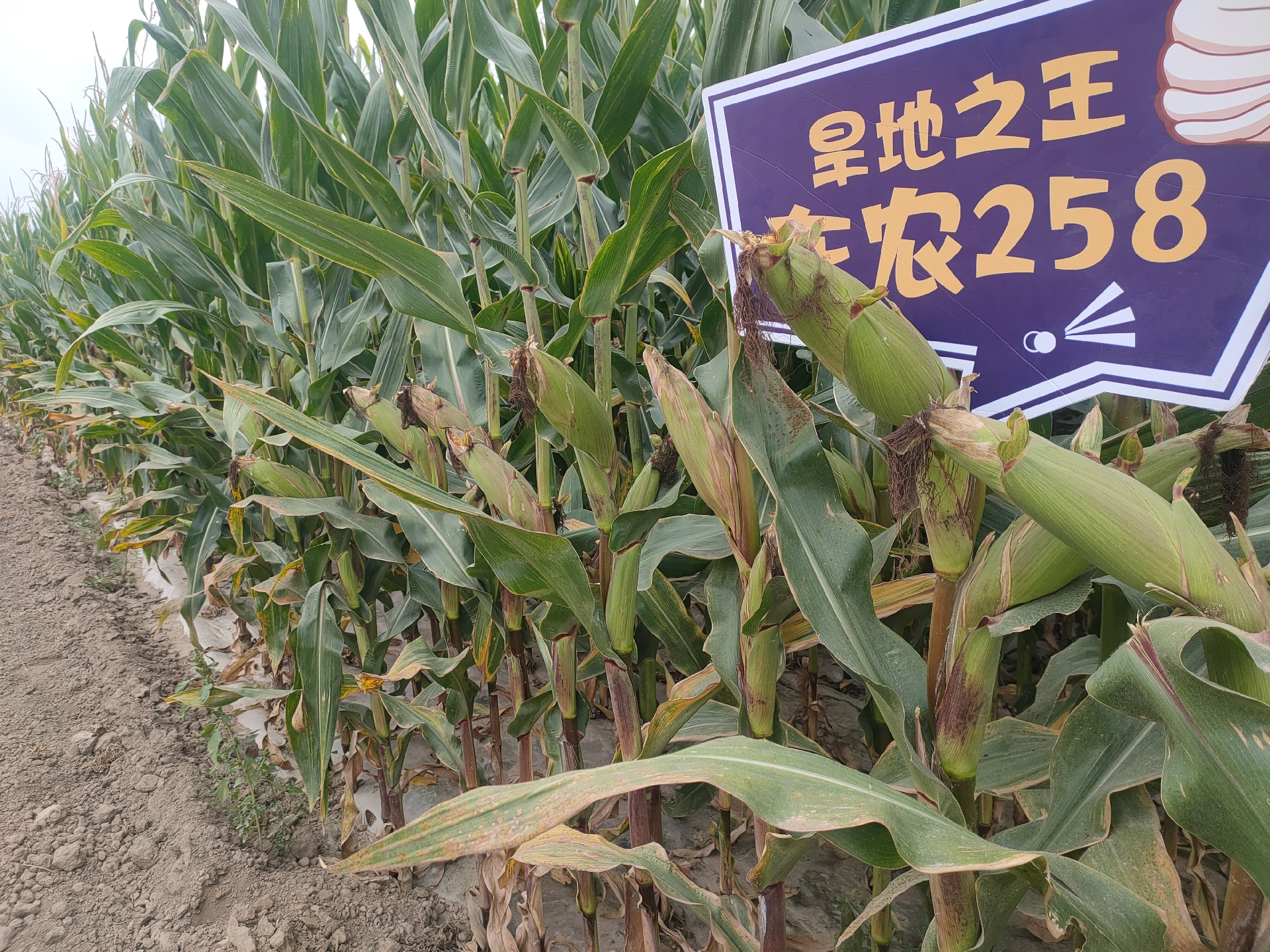 現(xiàn)場2024-9-15天鎮(zhèn).jpg